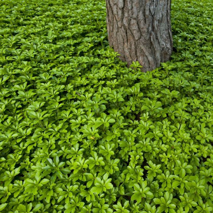Pachysandra\u0020terminalis\u0020\u0027Green\u0020Carpet\u0027 Pachysandra\u0020terminalis\u0020\u0027Green\u0020Carpet\u0027