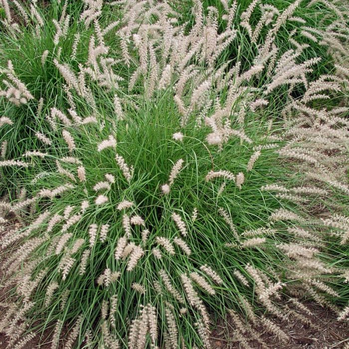 Pennisetum 'Fairy Tails' - Lampenpoetsersgras