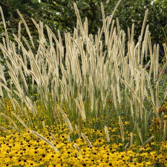 Pennisetum macrourum