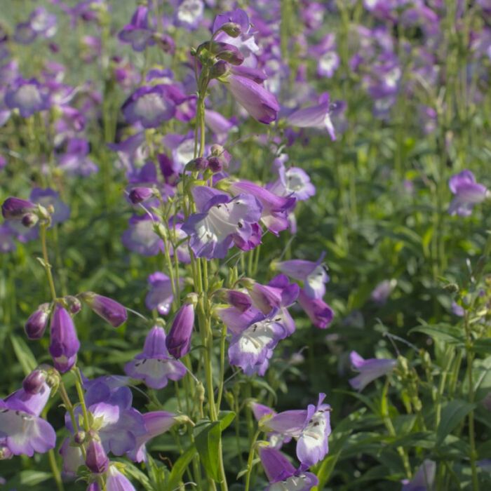 Penstemon 'Alice Hindley' - Slangekop