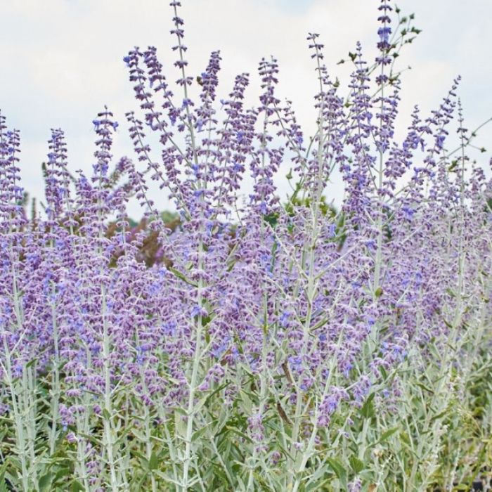 Perovskia atriplicifolia 'Little Spire' - Reuzenlavendel