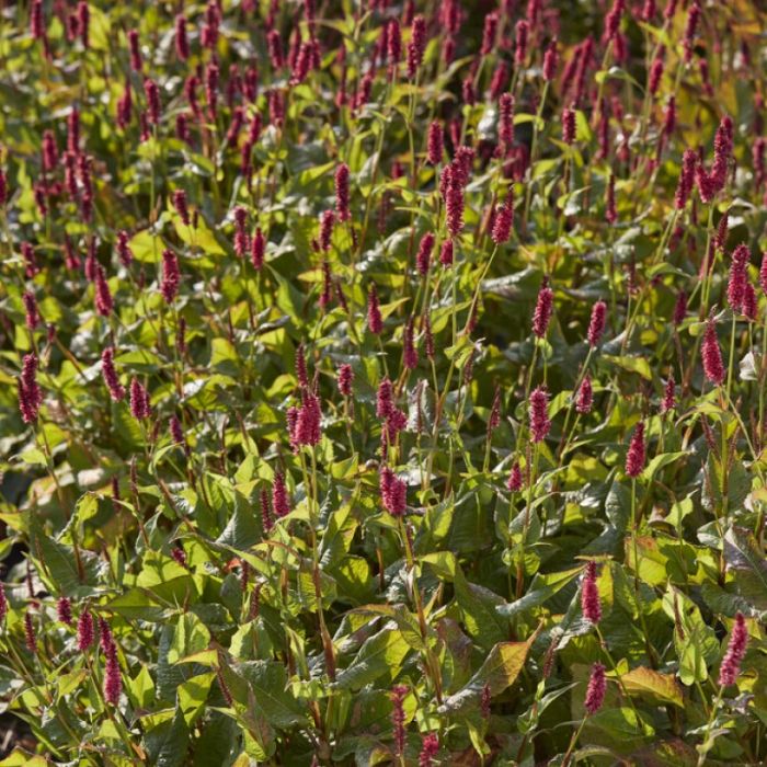 Persicaria\u0020amplexicaulis\u0020\u0027JS\u0020Calor\u0027\u0020\u002D\u0020Duizendknoop Persicaria\u0020amplexicaulis\u0020\u0027JS\u0020Calor\u0027\u0020\u002D\u0020Duizendknoop