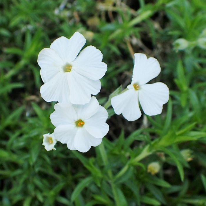 Phlox subulata 'Maischnee' - Kruipphlox