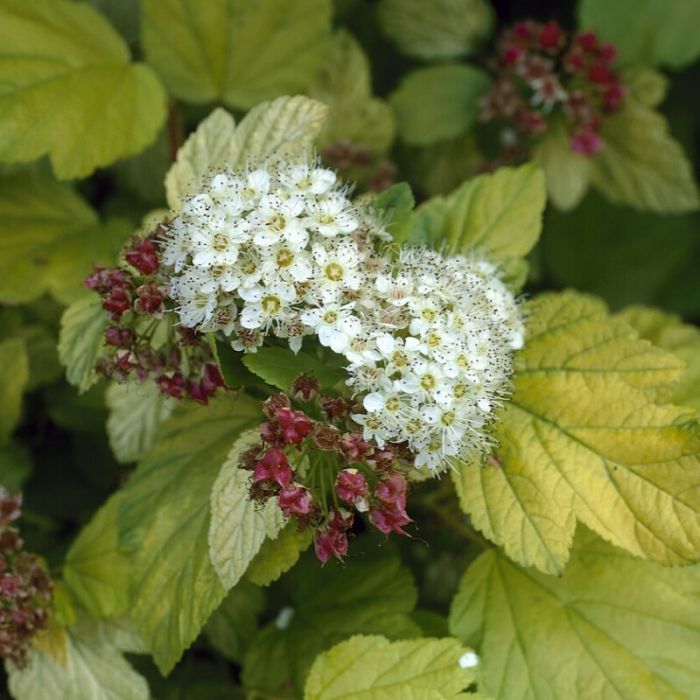 Physocarpus opulifolius 'Dart's Gold' - Blaasspirea