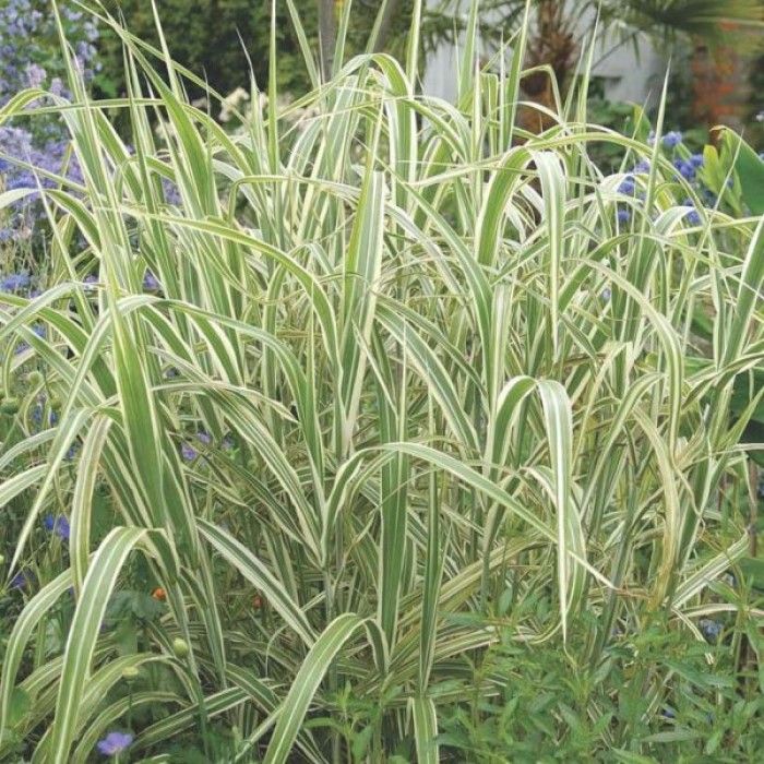 Glyceria Maxima Variegata - Bont Liesgras