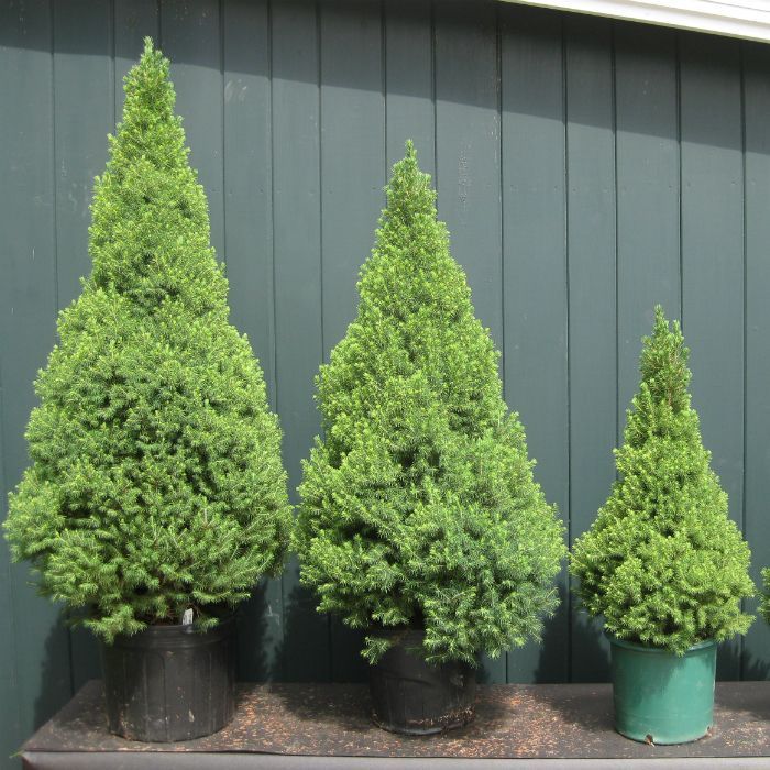 Picea\u0020glauca\u0020Conica Picea\u0020glauca\u0020Conica