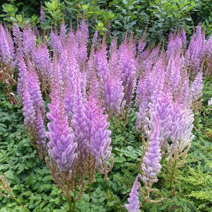 Astilbe\u0020chinensis\u0020\u0027Pumila\u0027\u0020\u002D\u0020Pluimspirea Astilbe\u0020chinensis\u0020\u0027Pumila\u0027\u0020\u002D\u0020Pluimspirea
