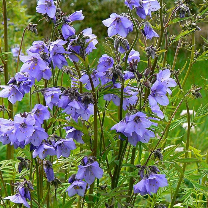 Polemonium caeruleum 'Bambino Blue' - Jacobsladder