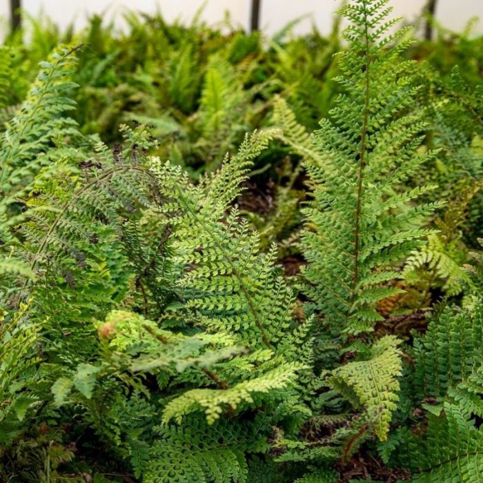 Polystichum setiferum 'Herrenhausen' - Naaldvaren