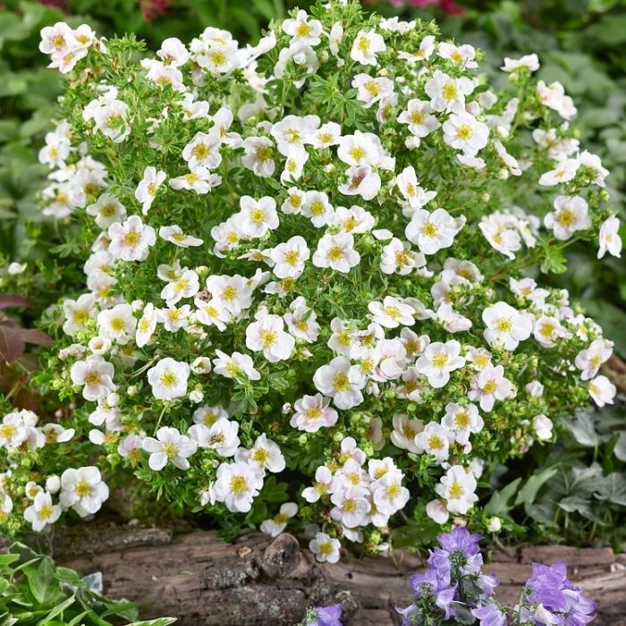 Potentilla fruticosa 'Abbotswood' - Struikganzerik