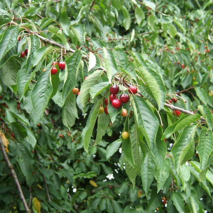 Prunus avium - Wilde Kers