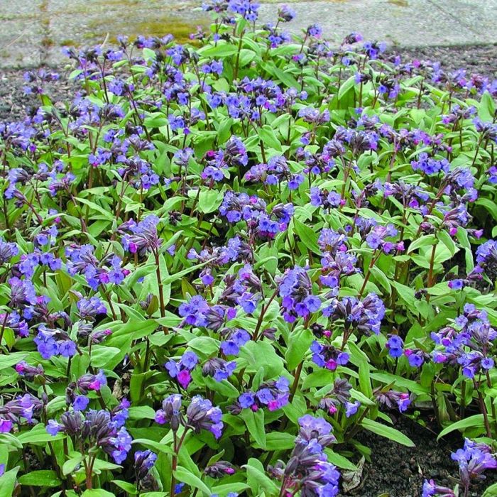 Pulmonaria angustifolia 'Azurea' - Longkruid