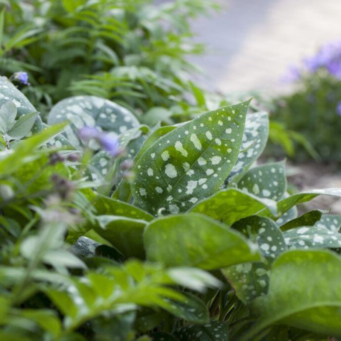 Pulmonaria 'Ice Ballet' - Longkruid