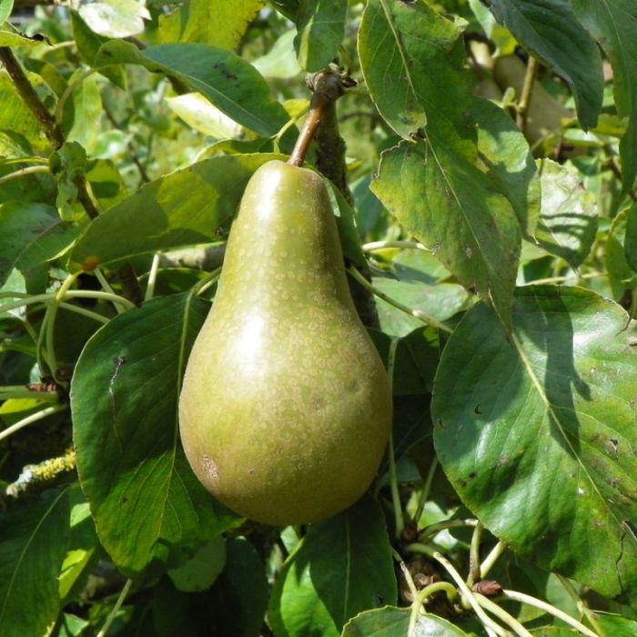 Pyrus communis - Wilde Peer