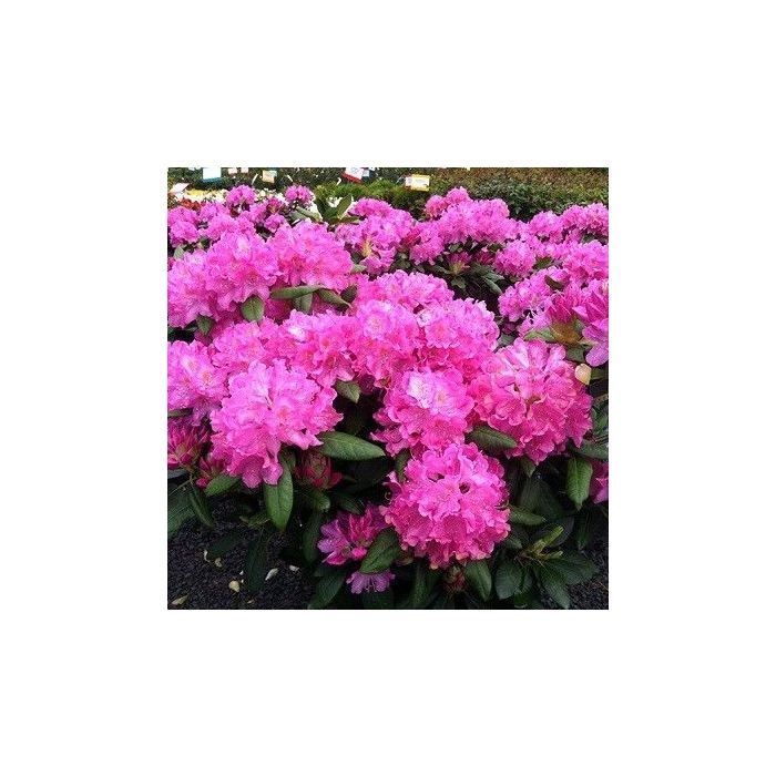 Rhododendron\u0020\u0027Roseum\u0020Elegans\u0027
