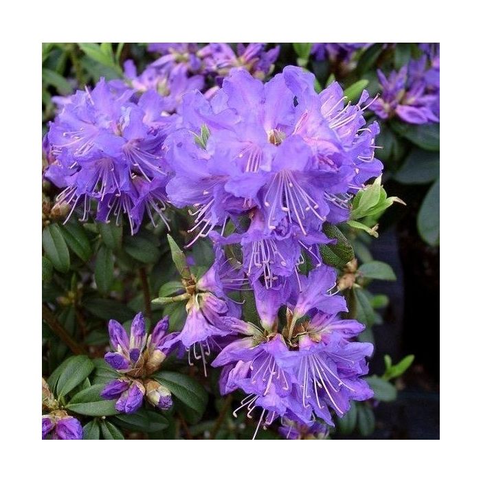 Rhododendron\u0020\u0027Blue\u0020Tit\u0027 Rhododendron\u0020\u0027Blue\u0020Tit\u0027