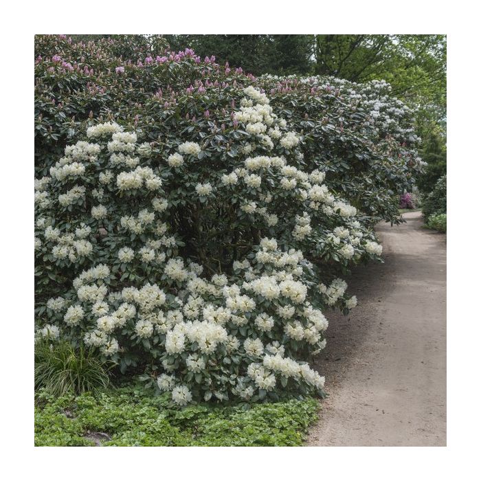 Rhododendron\u0020\u0027Cunningham\u0027s\u0020White\u0027