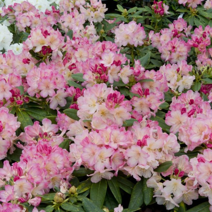 Rhododendron\u0020\u0027Percy\u0020Wiseman\u0027