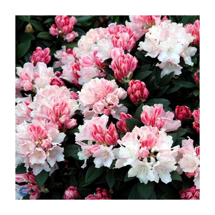 Rhododendron\u0020yakushimanum\u0020\u0027Dreamland\u0027