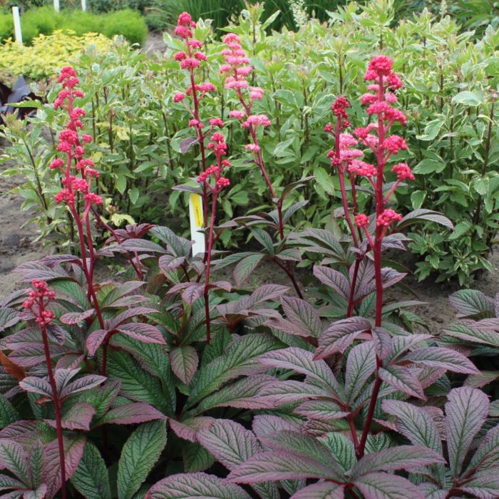 Rodgersia\u0020\u0027Bronze\u0020Peacock\u0027\u0020\u002D\u0020schout\u002Dbij\u002Dnacht Rodgersia\u0020\u0027Bronze\u0020Peacock\u0027\u0020\u002D\u0020schout\u002Dbij\u002Dnacht