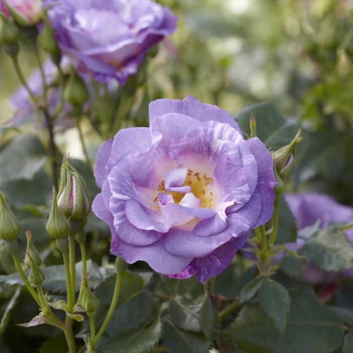 Rosa 'Blue for You'