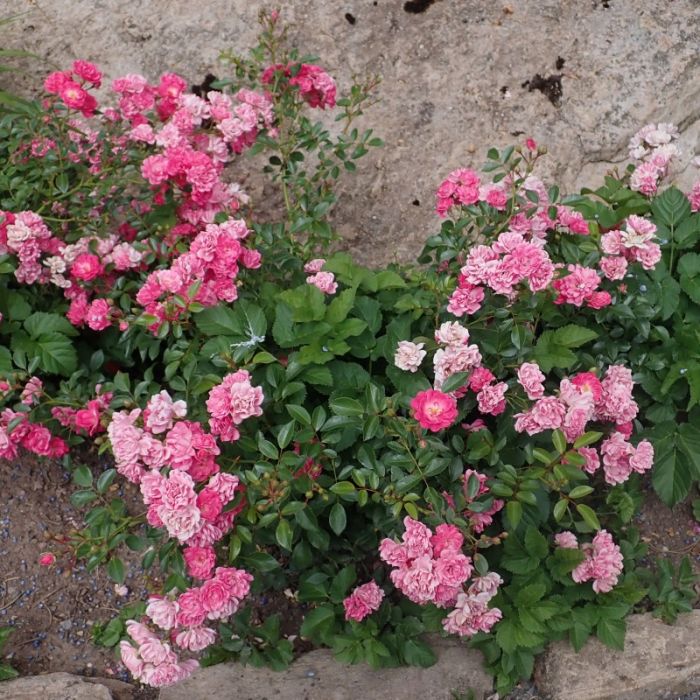 Rosa\u0020\u0027Lovely\u0020Fairy\u0027\u0020 Rosa\u0020\u0027Lovely\u0020Fairy\u0027\u0020