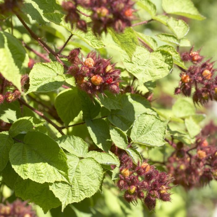Rubus 'Phoenicolasius' - Japanse Wijnbes 