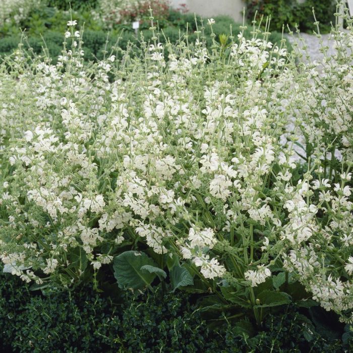 Salvia argentea - Zilversalie