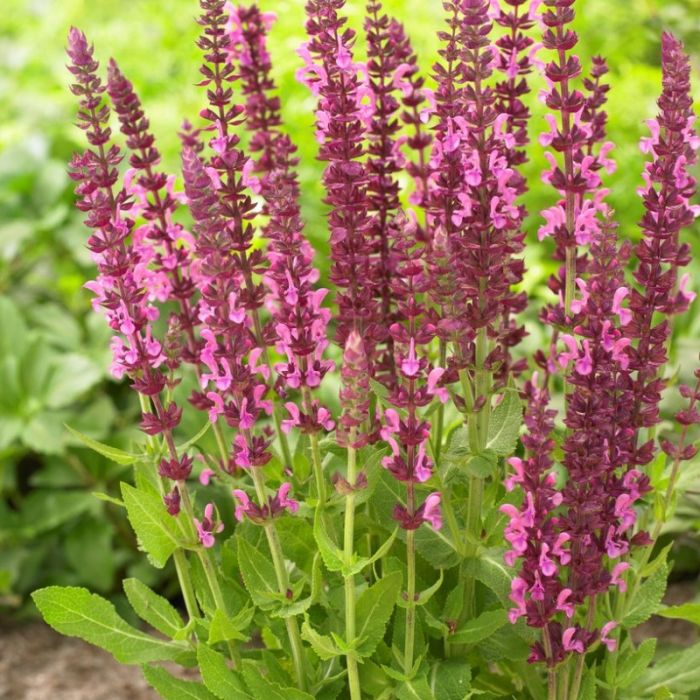 Salvia nemorosa 'Sensation Deep Rose' - Salie