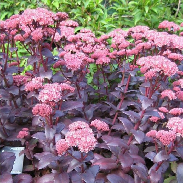 Sedum\u0020Purple\u0020Emperor\u0020\u002D\u0020Vetkruid Sedum\u0020Purple\u0020Emperor\u0020\u002D\u0020Vetkruid