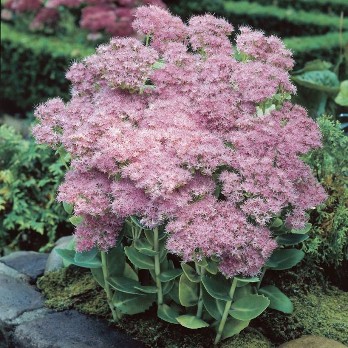 Sedum\u0020spectabile\u0020Brillant\u0020\u002D\u0020Hemelsleutel Sedum\u0020spectabile\u0020Brillant\u0020\u002D\u0020Hemelsleutel