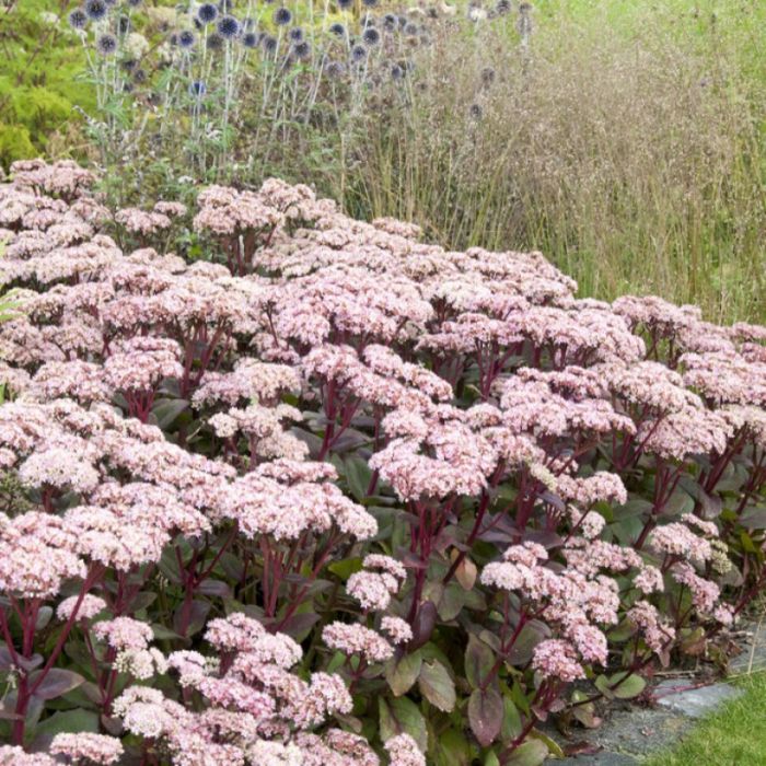 Sedum 'Matrona' - Vetkruid