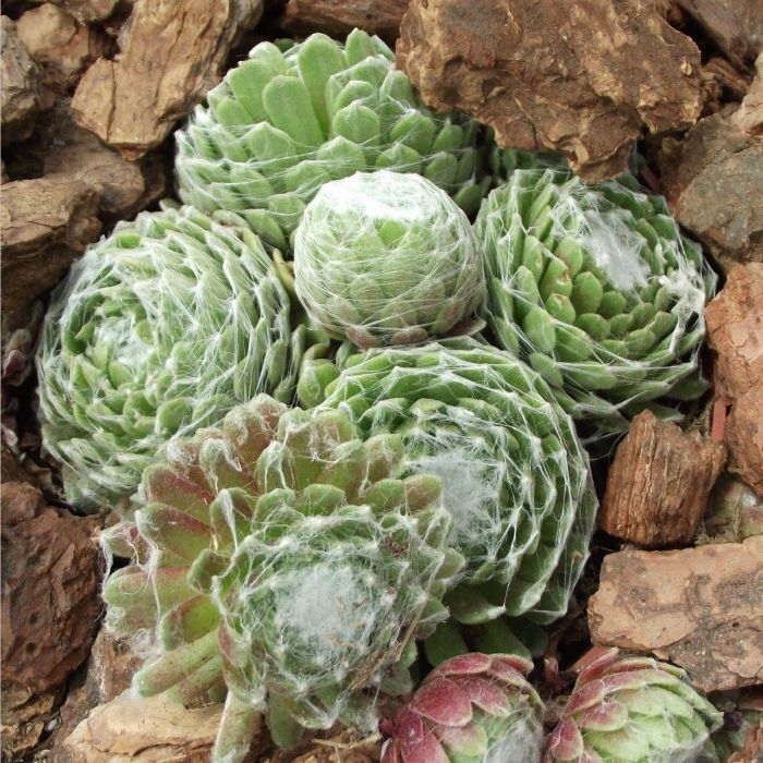 Sempervivum arachnoideum - Huislook