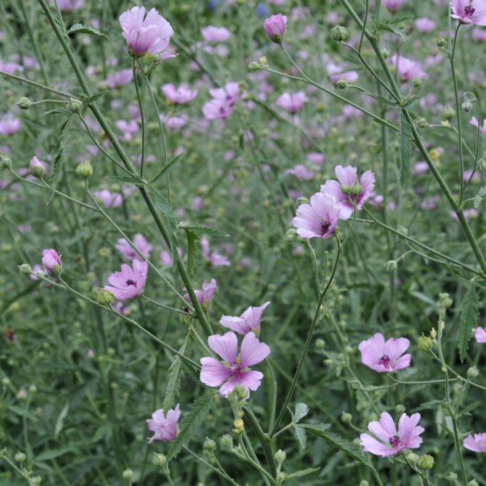 Althaea cannabina - Hennepheemst
