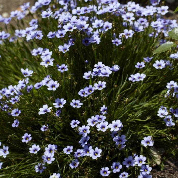 Sisyrinchium 'Devon Skies' - Blauwogig gras