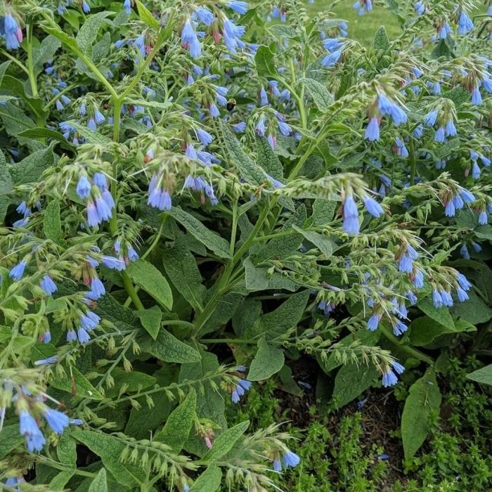 Symphytum grandiflorum 'Hidcote Blue' - Smeerwortel