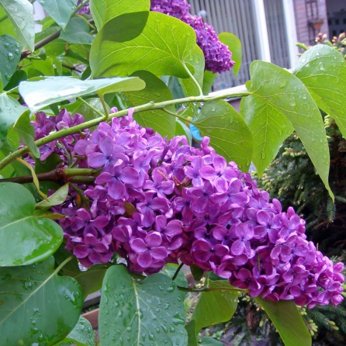 Syringa vulgaris - Gewone Sering