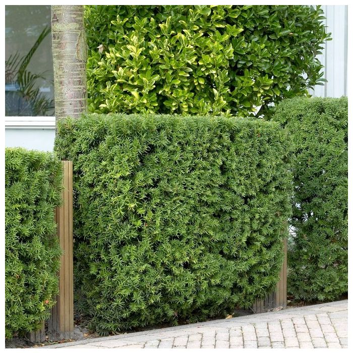 10 x Taxus Baccata - Taxushaag 20-60cm