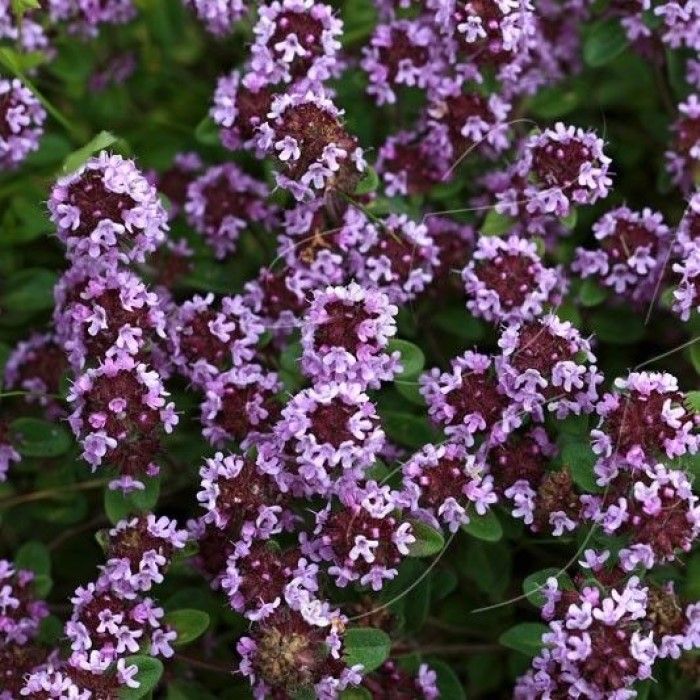 Thymus praecox 'Purple Beauty' - Kruiptijm