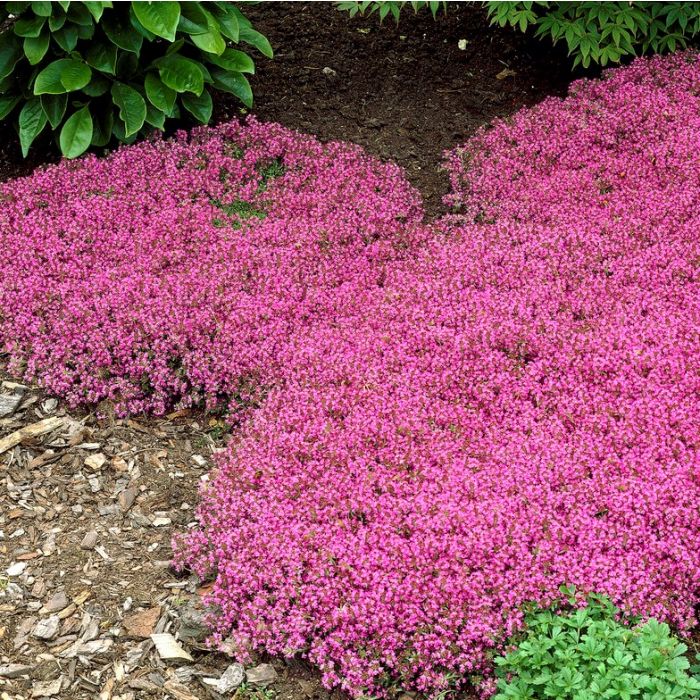 Thymus\u0020praecox\u0020\u0027Coccineus\u0027\u0020 Thymus\u0020praecox\u0020\u0027Coccineus\u0027\u0020