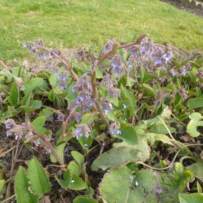 Trachystemon orientalis - Orientaals Komkommerkruid