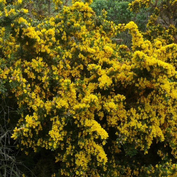 Ulex\u0020europaeus\u0020\u002D\u0020Gaspeldoorn\u0020 Ulex\u0020europaeus\u0020\u002D\u0020Gaspeldoorn\u0020