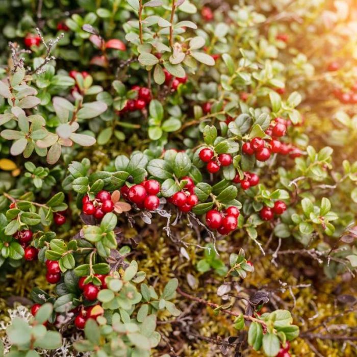 Vaccinium macrocarpon 'Early Black' - Cranberry