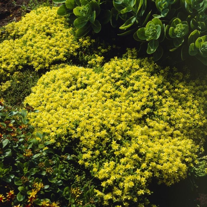 Sedum acre - Vetkruid