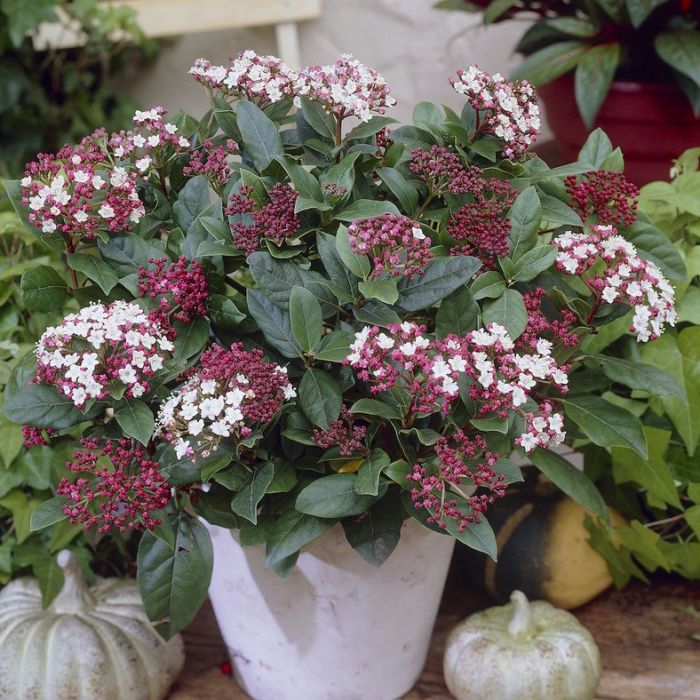 Viburnum\u0020tinus\u0020\u0027Gwenllian\u0027\u0020\u002D\u0020Sneeuwbal Viburnum\u0020tinus\u0020\u0027Gwenllian\u0027\u0020\u002D\u0020Sneeuwbal