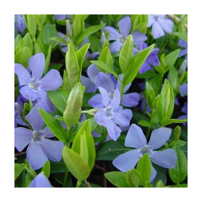 Vinca\u0020minor\u0020\u002D\u0020Maagdenpalm Vinca\u0020minor\u0020\u002D\u0020Maagdenpalm