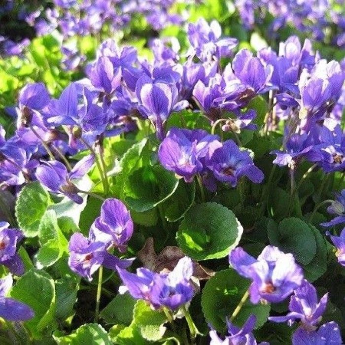 Viola\u0020odorata\u0020\u002D\u0020Maarts\u0020Viooltje Viola\u0020odorata\u0020\u002D\u0020Maarts\u0020Viooltje