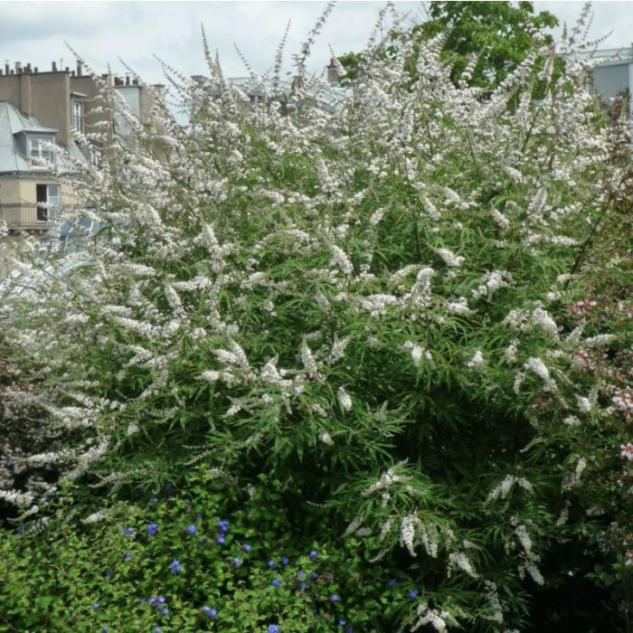 Vitex\u0020agnus\u002Dcastus\u0020\u0027Albus\u0027\u0020\u002D\u0020Monnikspeper Vitex\u0020agnus\u002Dcastus\u0020\u0027Albus\u0027\u0020\u002D\u0020Monnikspeper