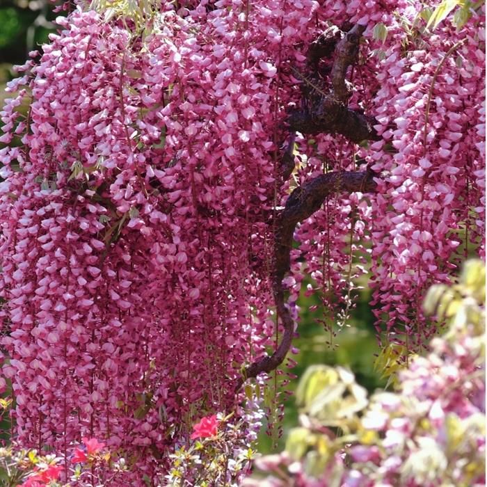 Wisteria\u0020floribunda\u0020Rosea Wisteria\u0020floribunda\u0020Rosea