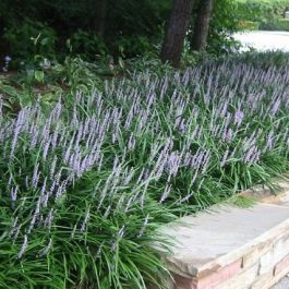 Liriope muscari kopen